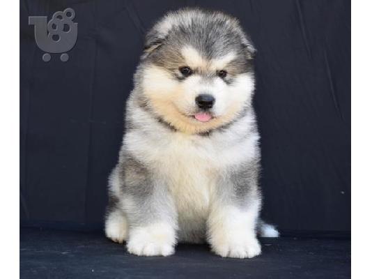 Κουτάβια malamute της Αλάσκας